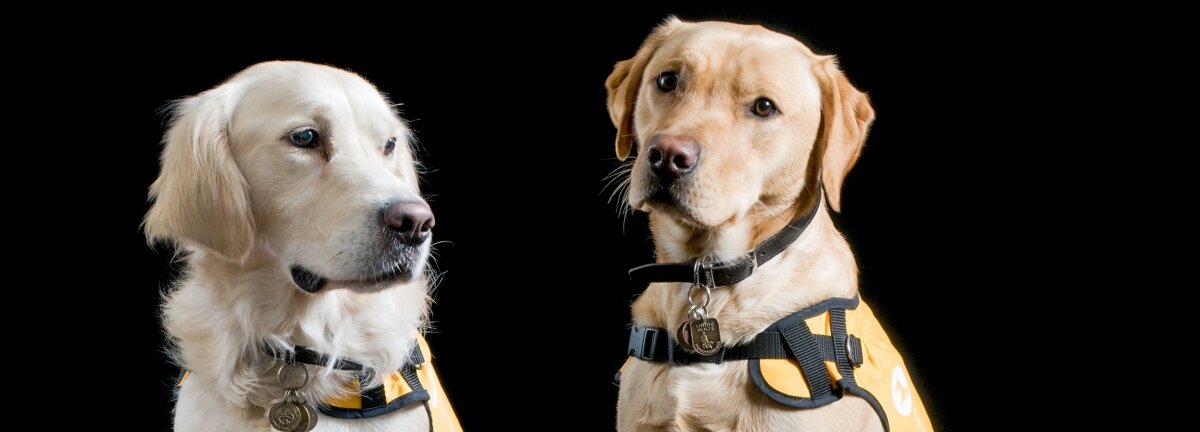 Dementia Dog
