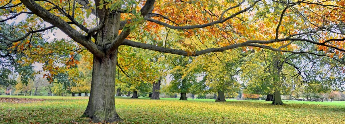 The real value of public parks