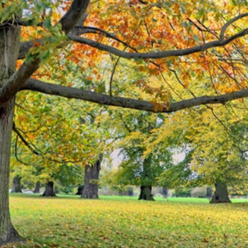 The real value of public parks